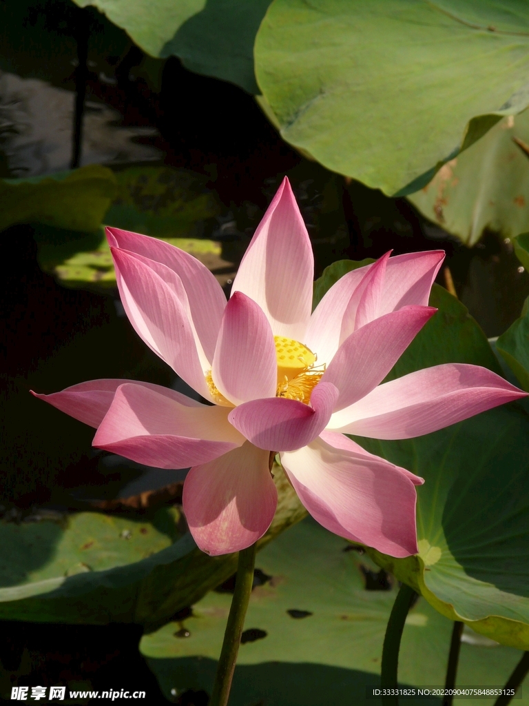 莲花