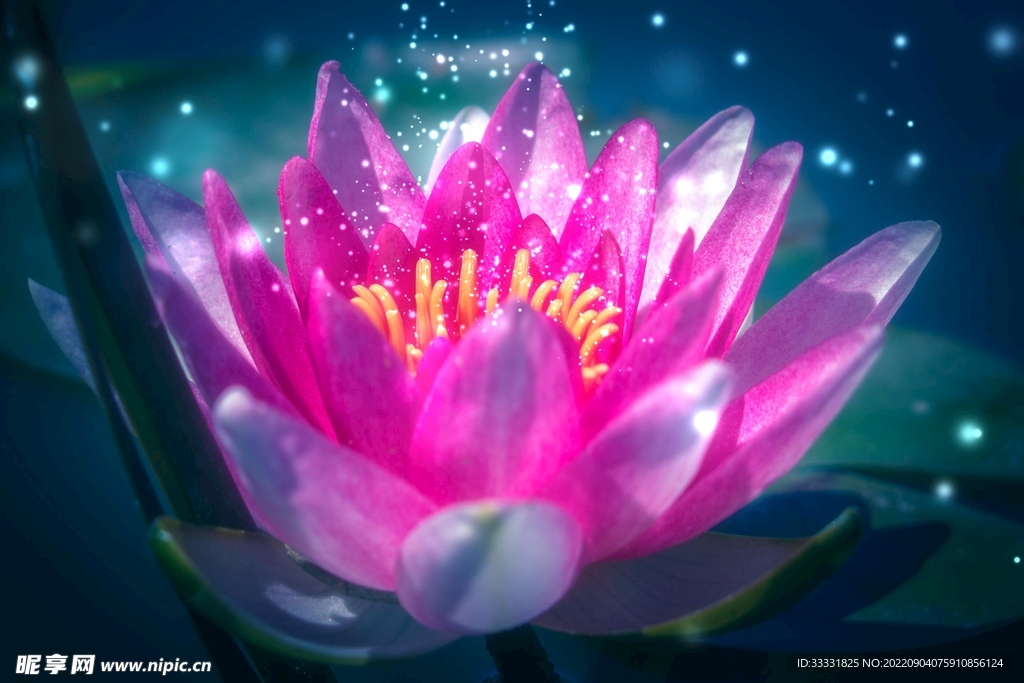 莲花