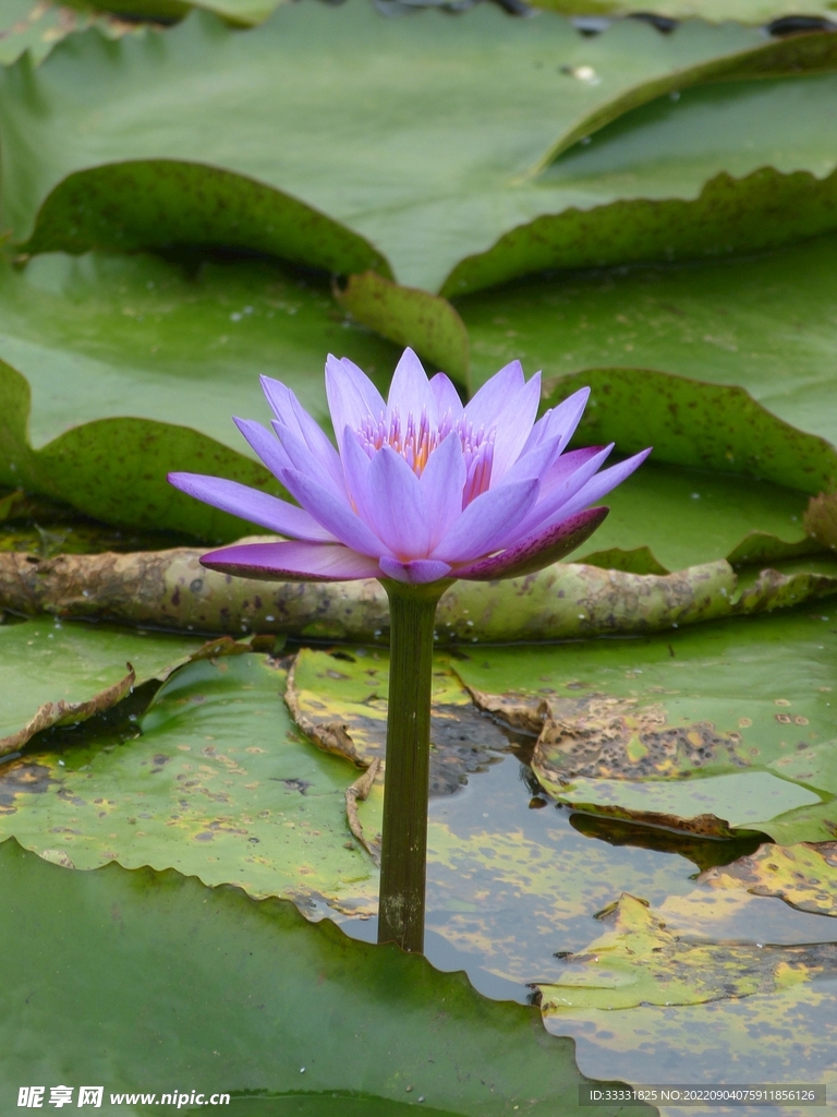莲花