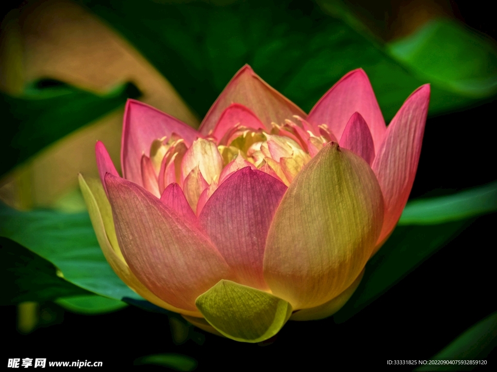 莲花
