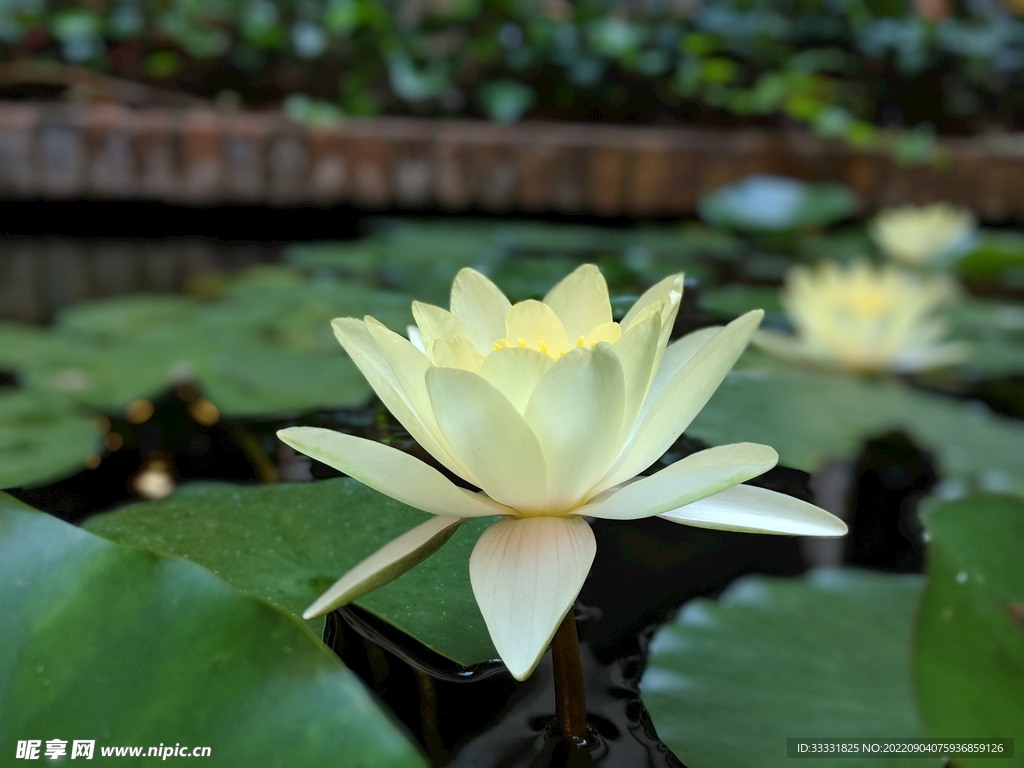 莲花