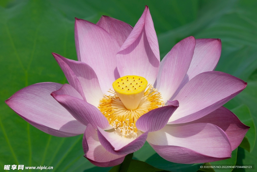 莲花