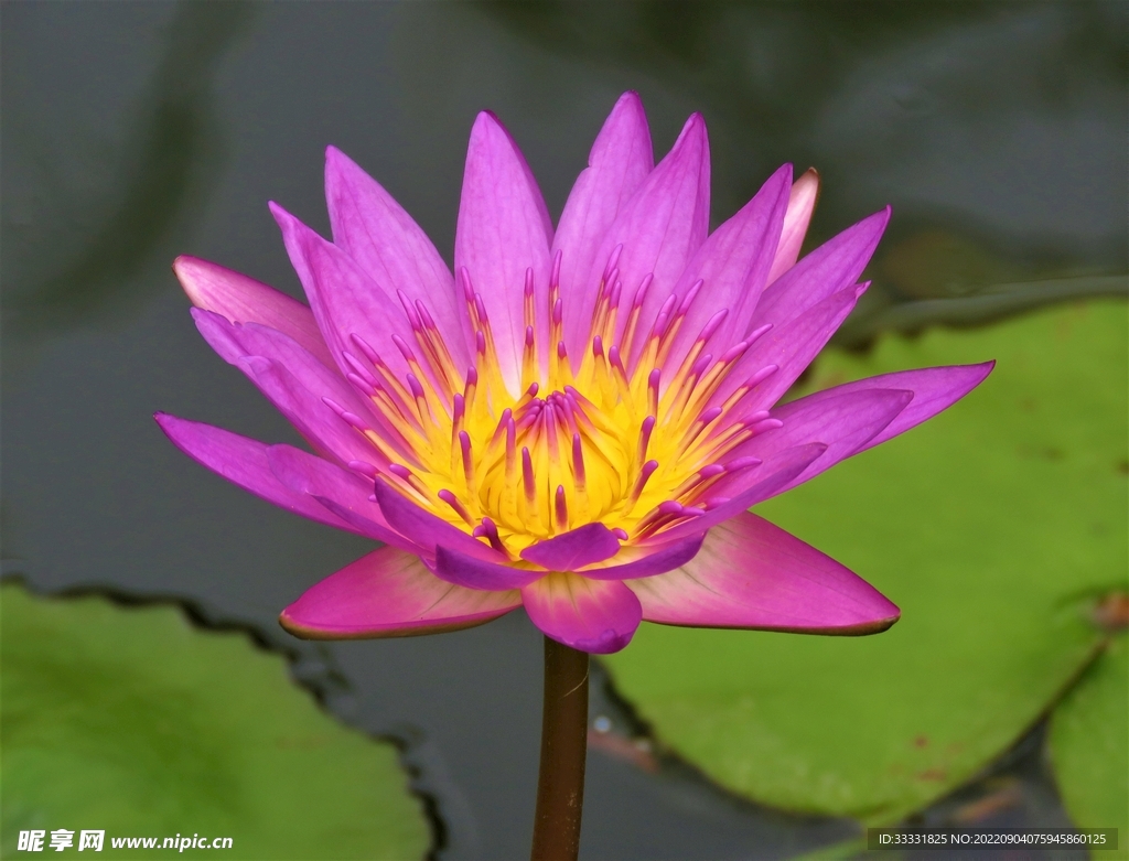 莲花