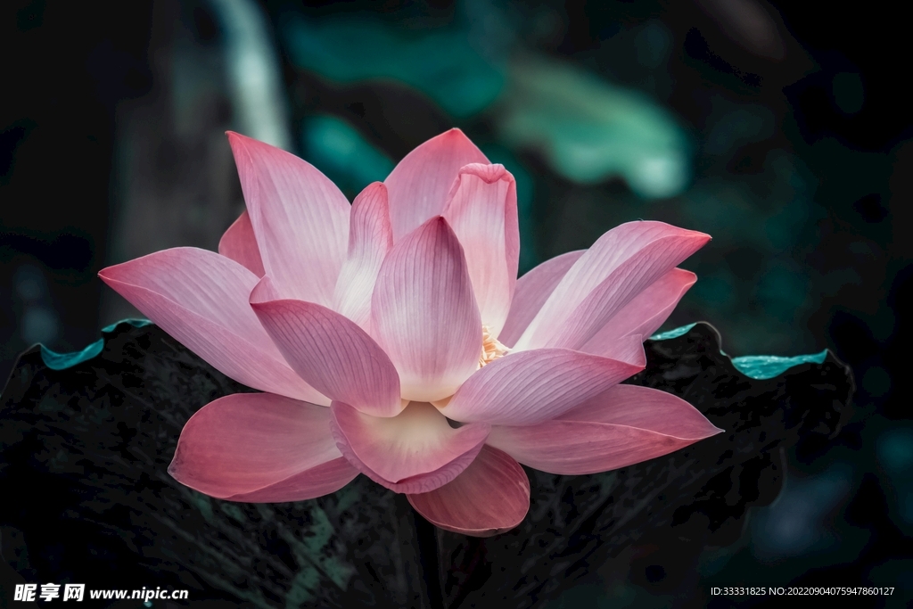 莲花