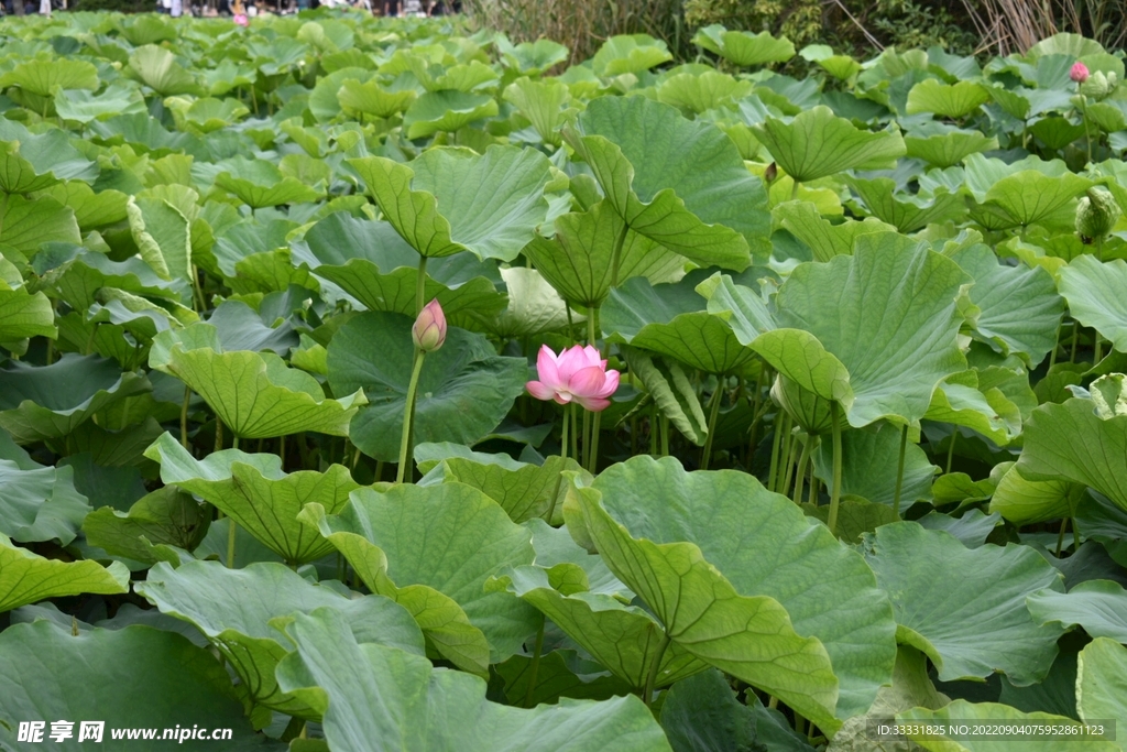 莲花