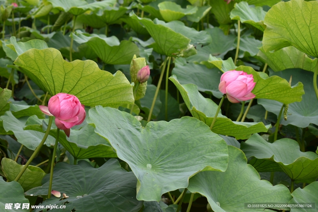 莲花