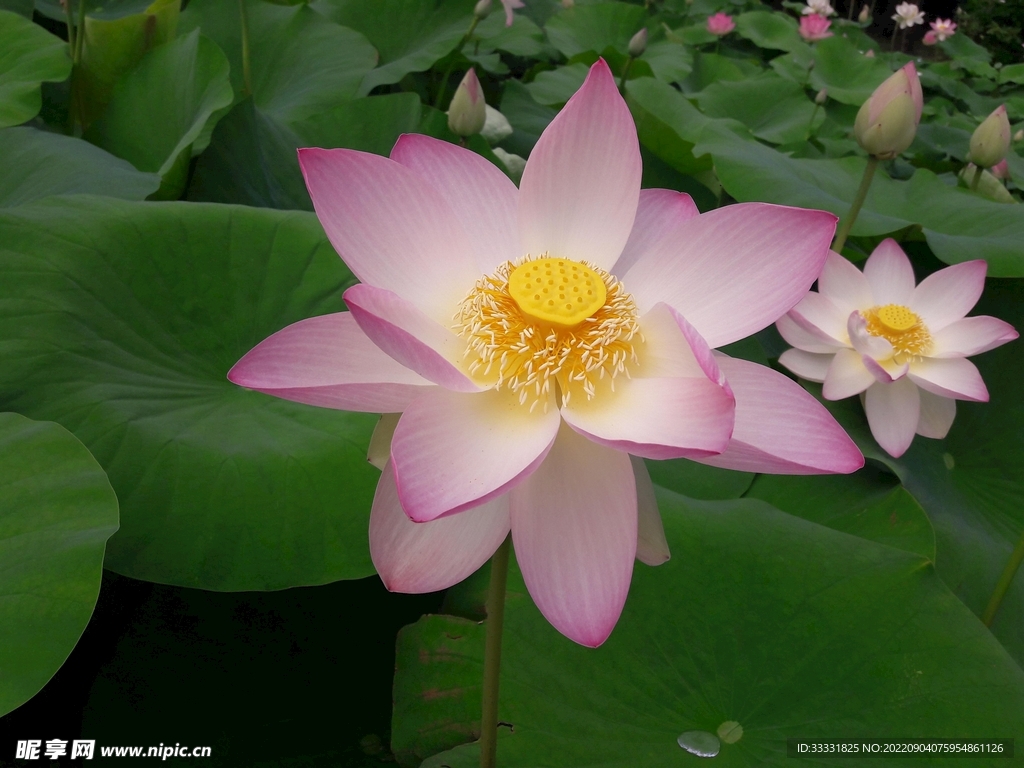 莲花