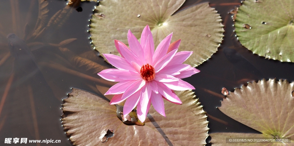 莲花