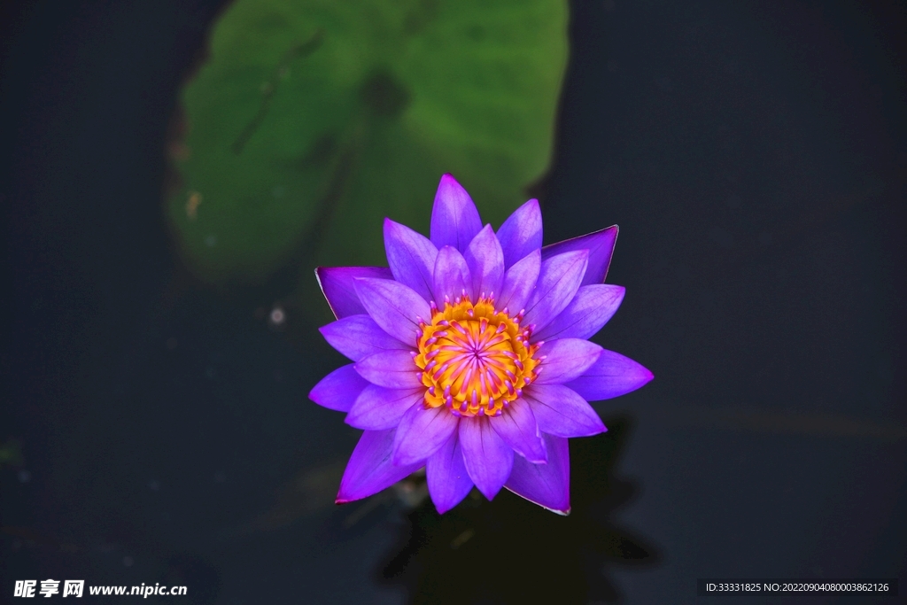 莲花