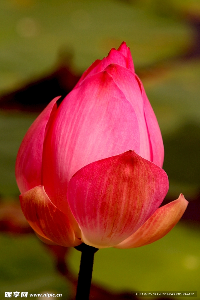 莲花