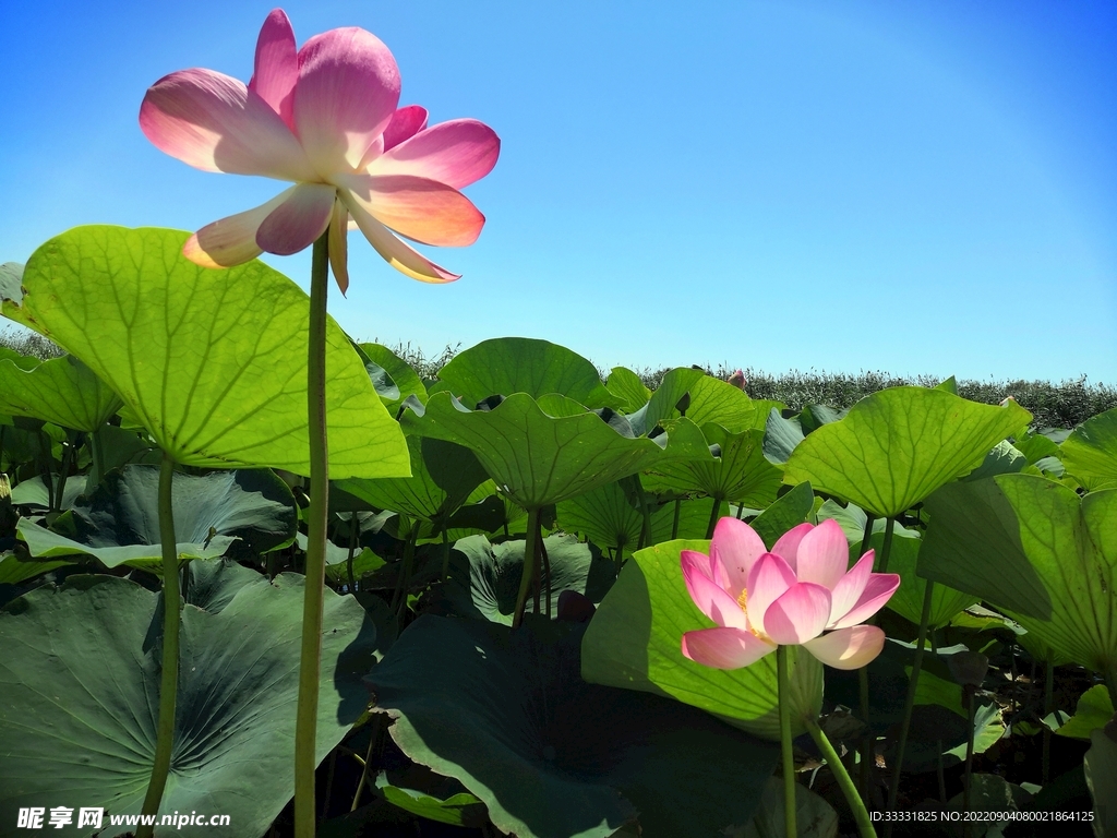 莲花