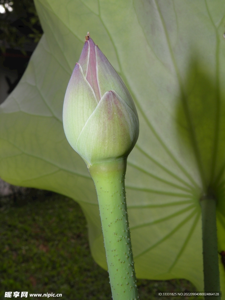 莲花