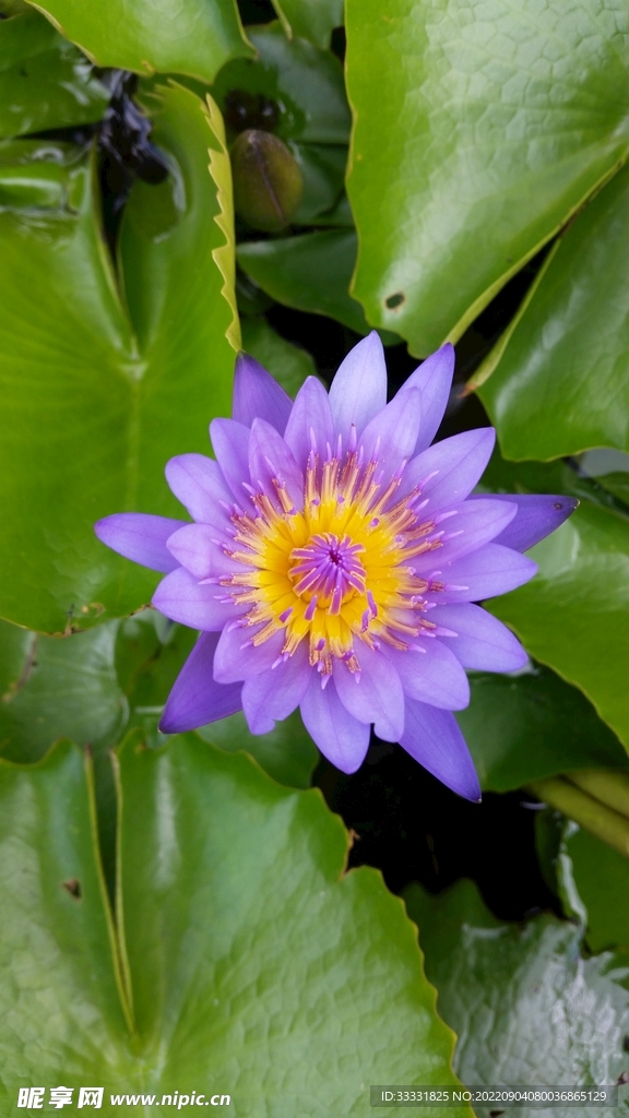 莲花