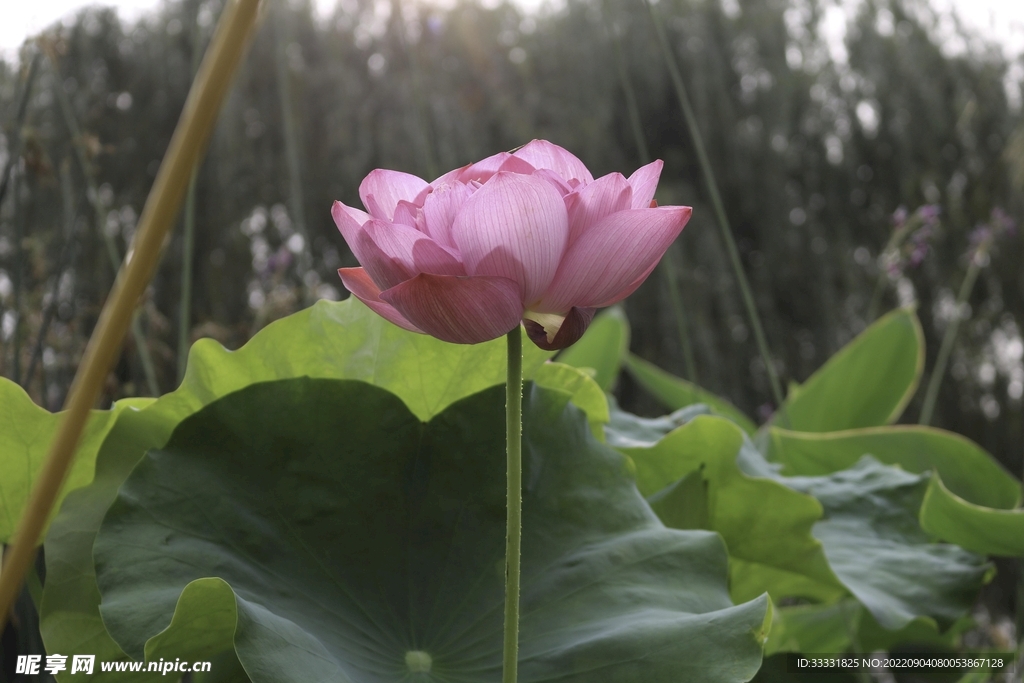 莲花