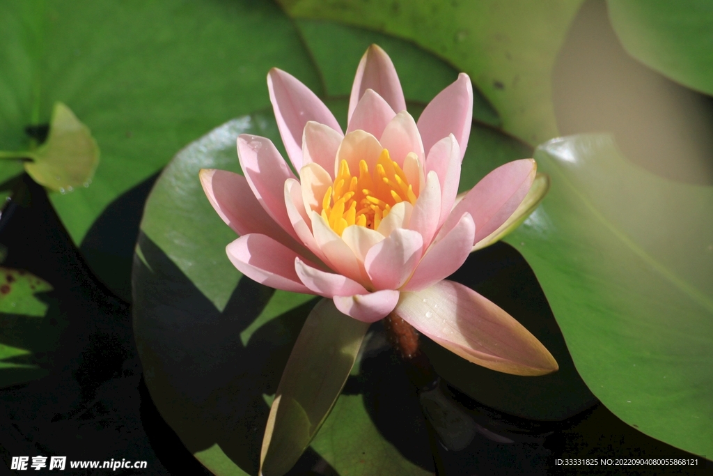 莲花