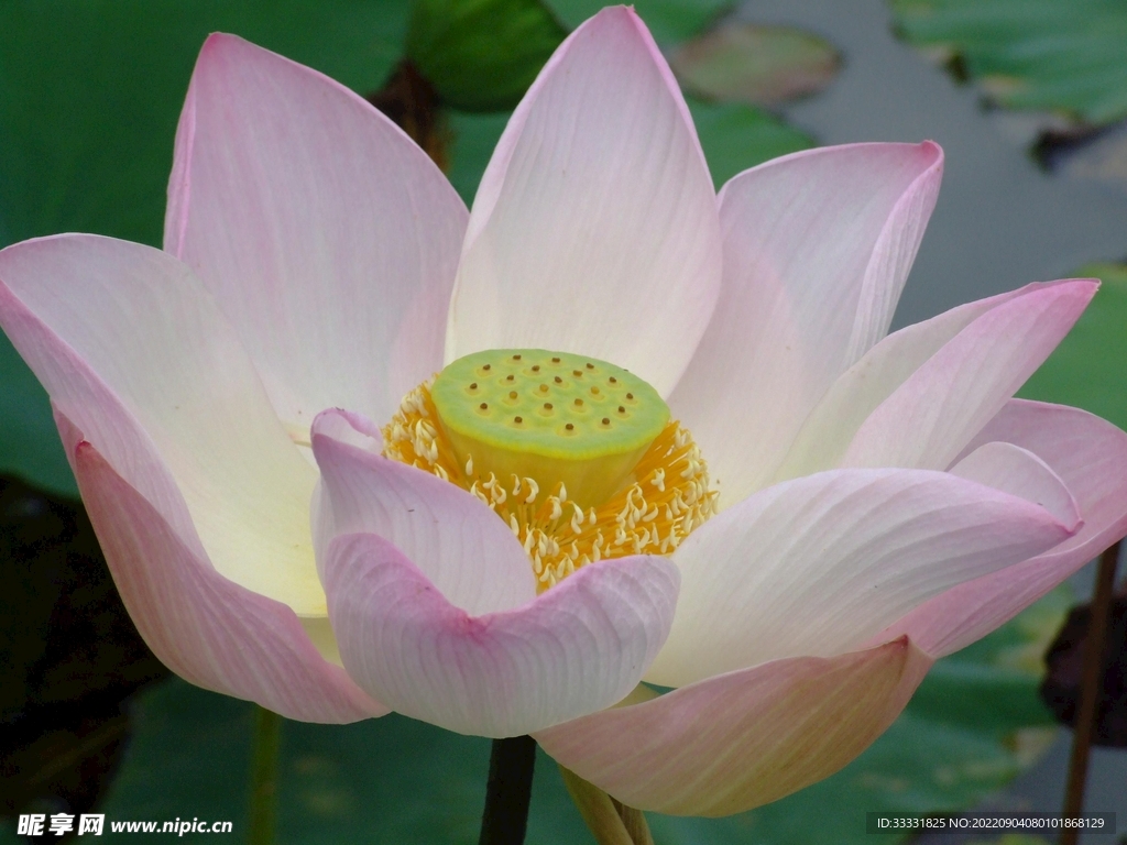 莲花