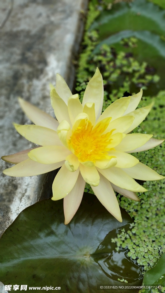 莲花