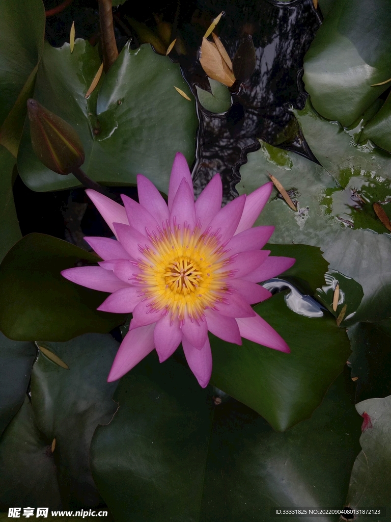 莲花