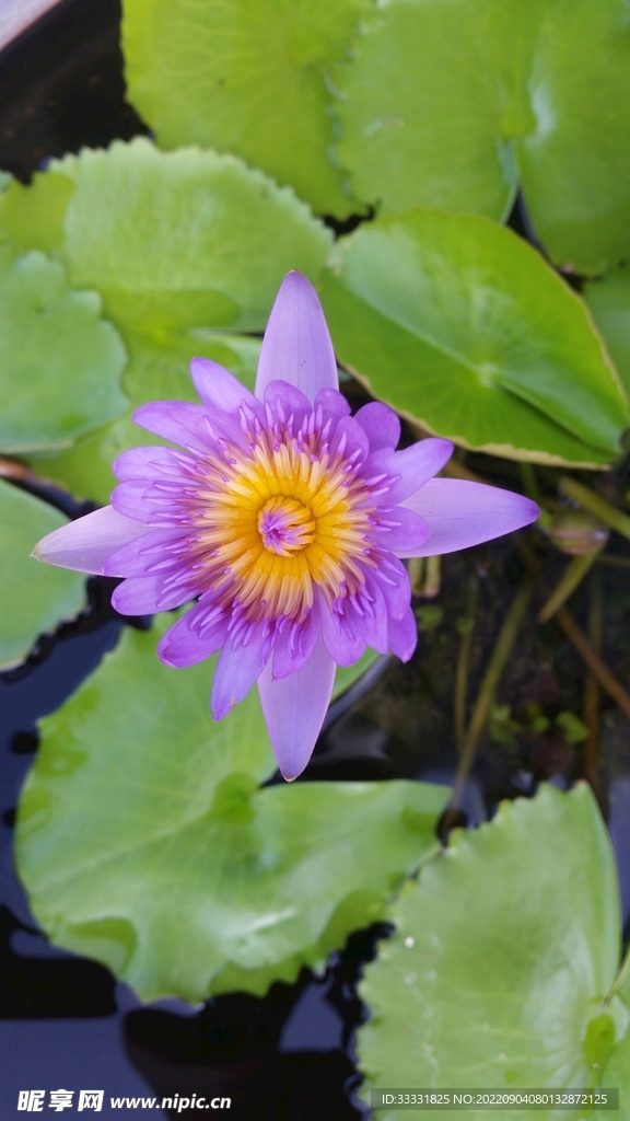 莲花