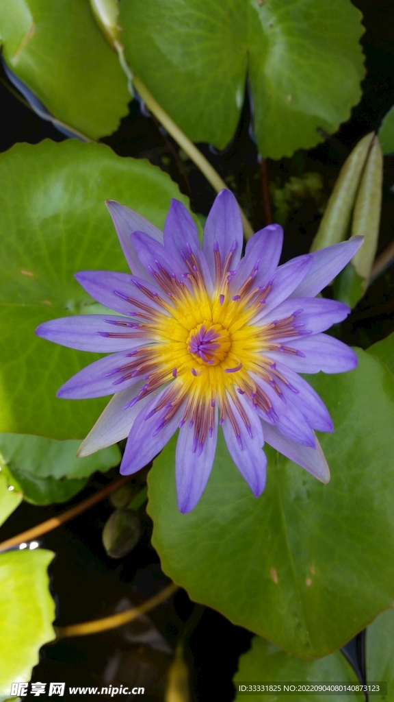 莲花