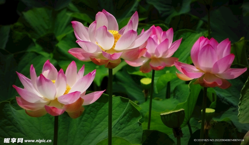 莲花