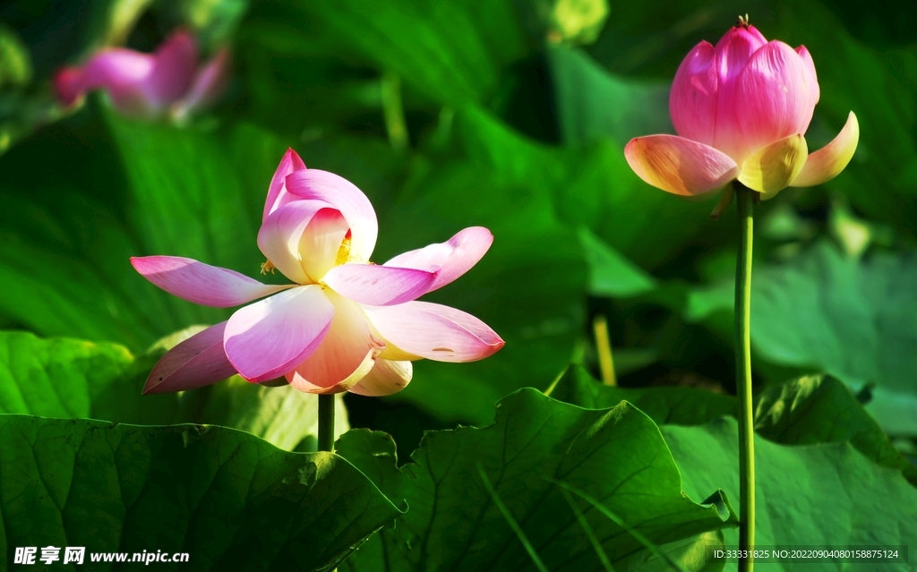 莲花