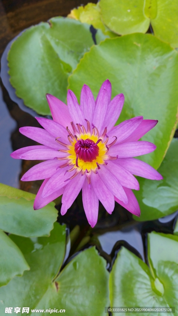 莲花