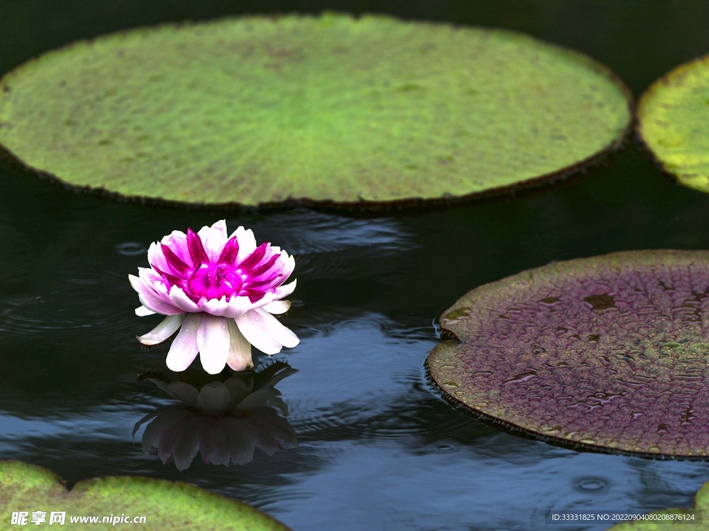 莲花