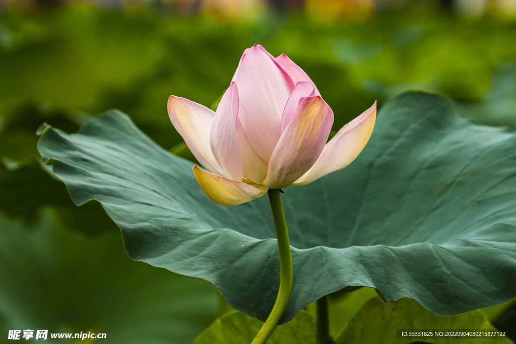 莲花