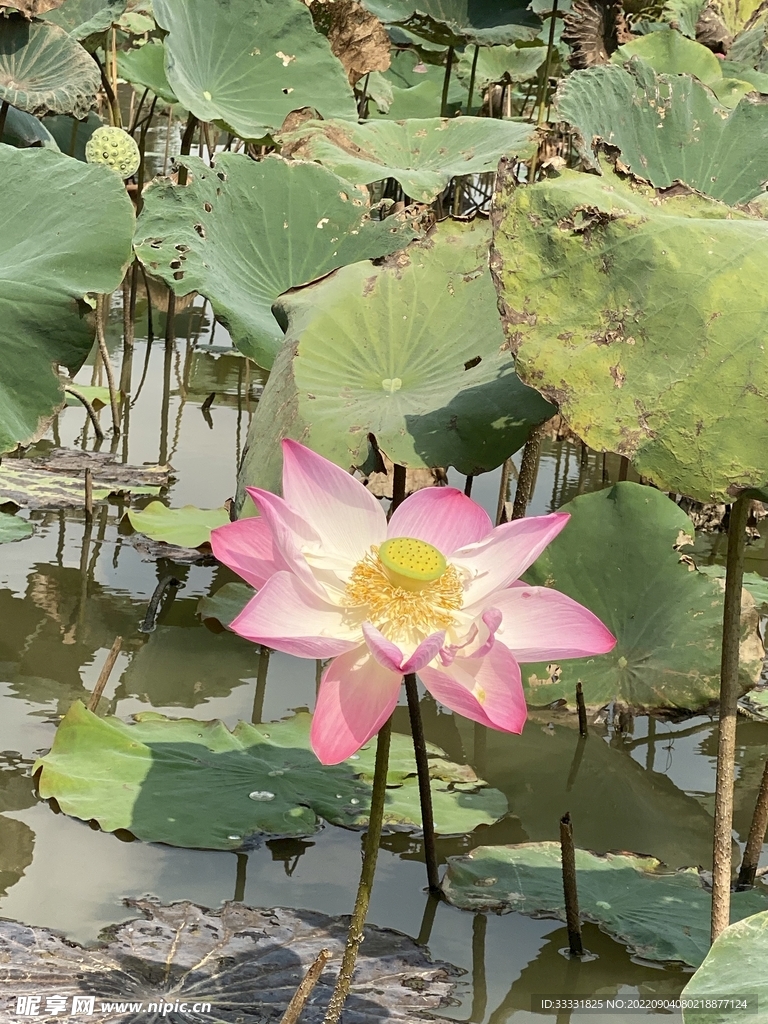 莲花