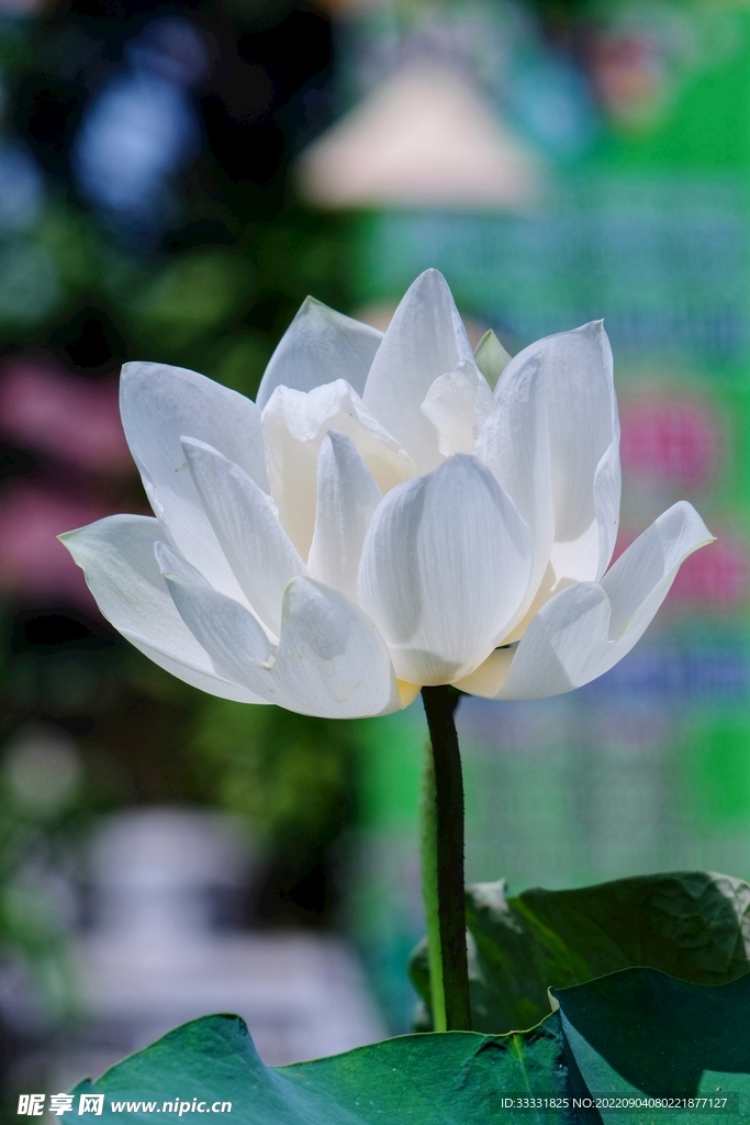 莲花