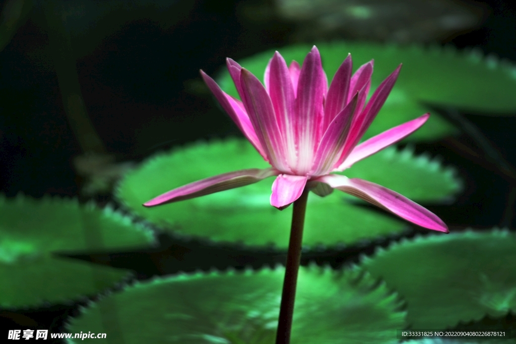 莲花