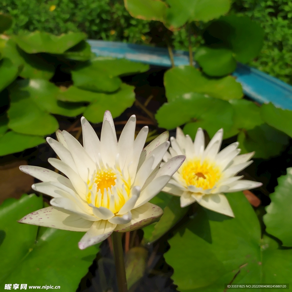 莲花