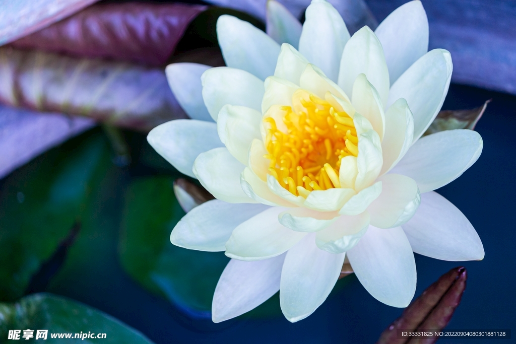 莲花