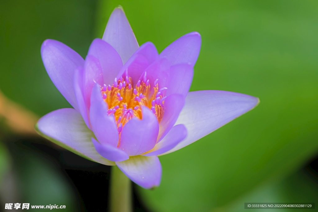 莲花