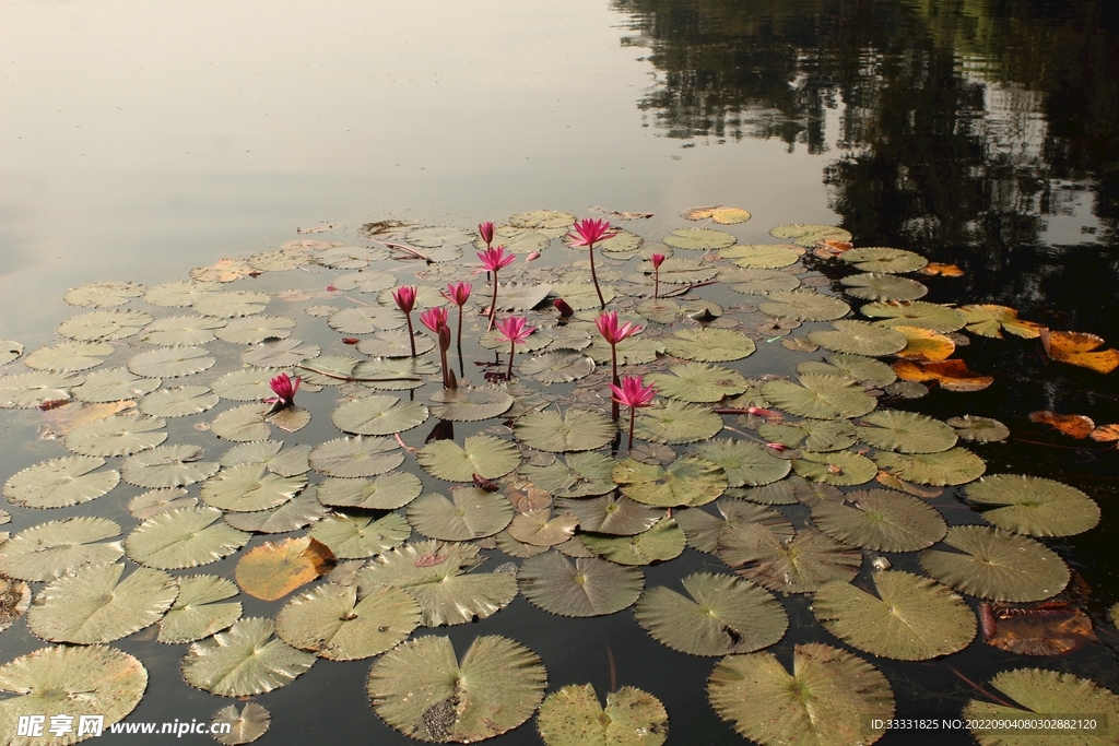 莲花