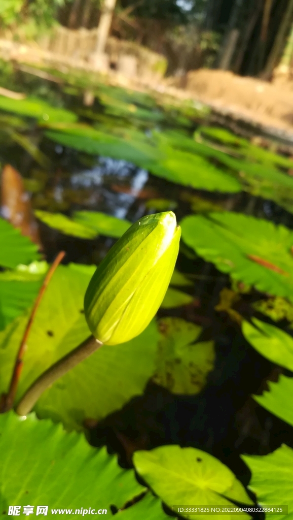 莲花