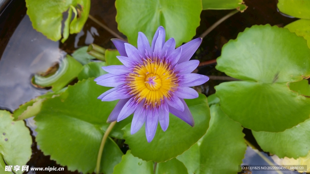莲花