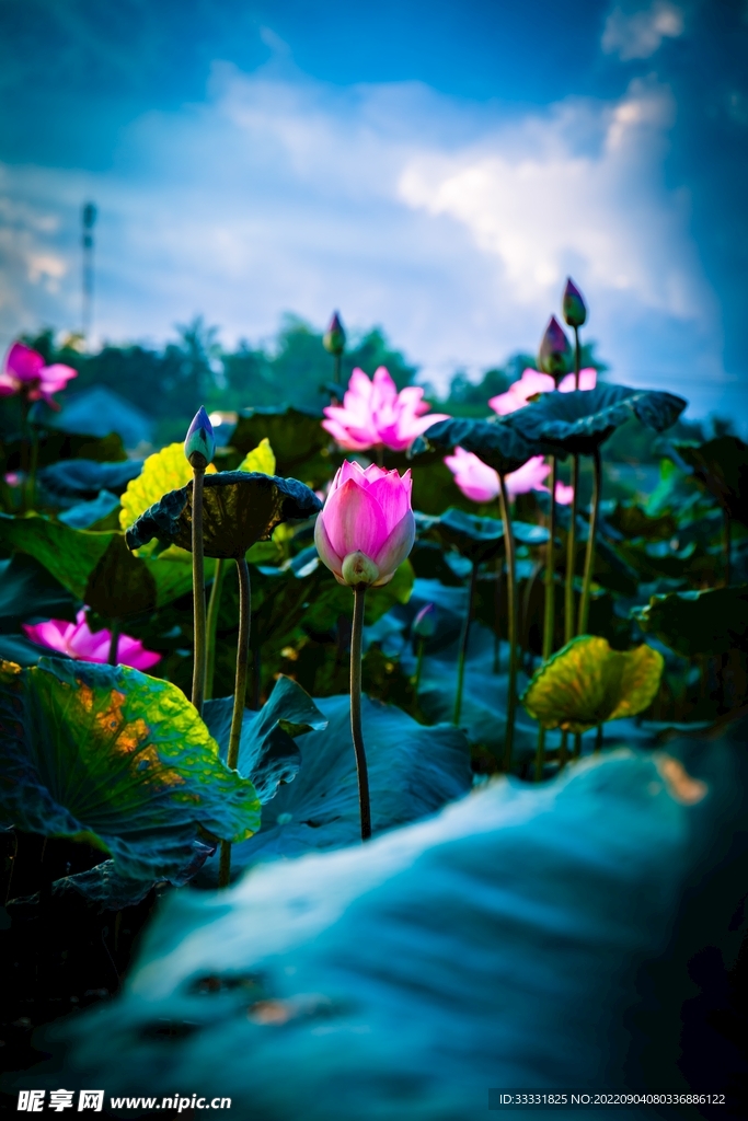 莲花