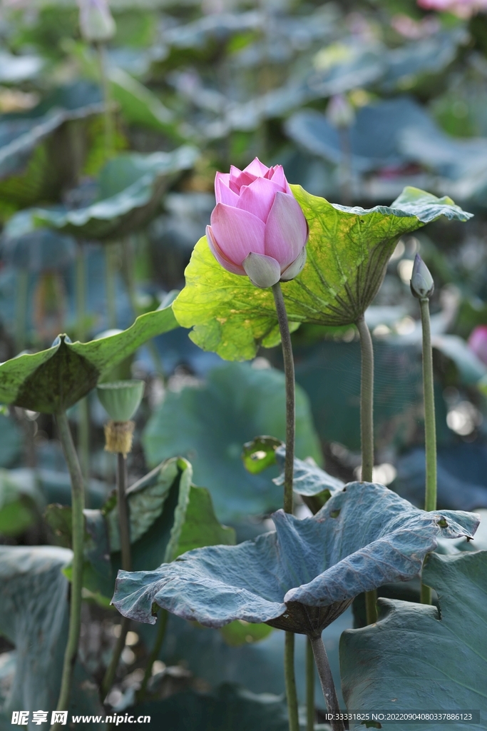 莲花
