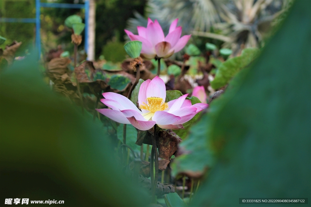 莲花