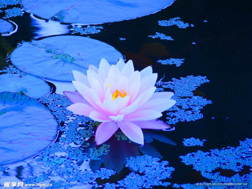 莲花