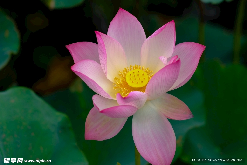 莲花