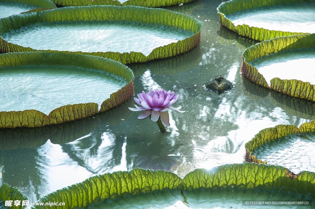 莲花