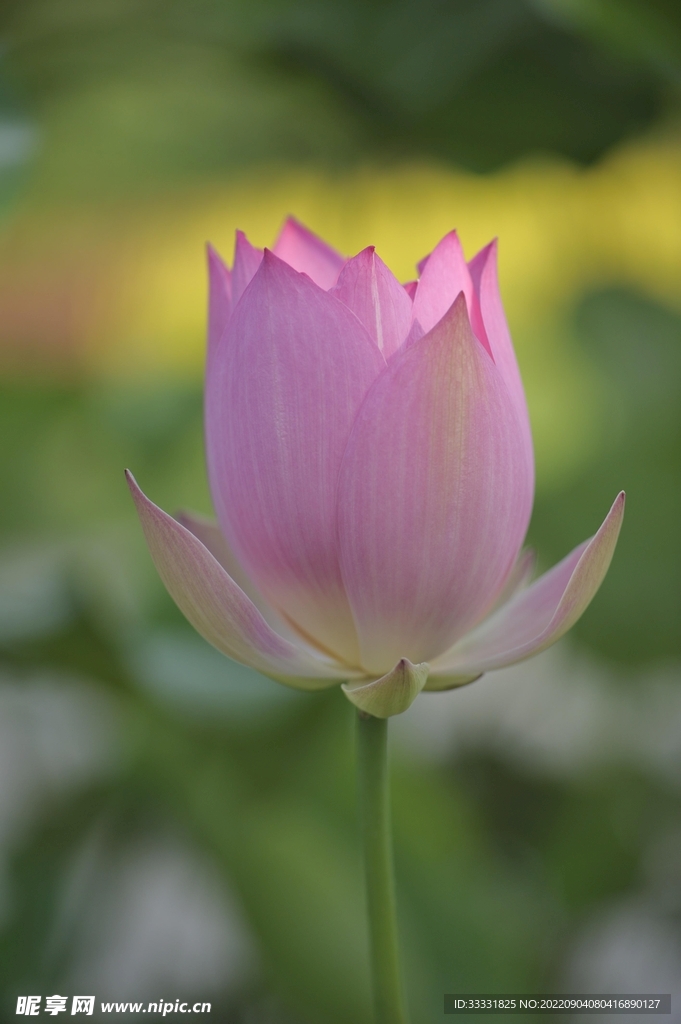 莲花