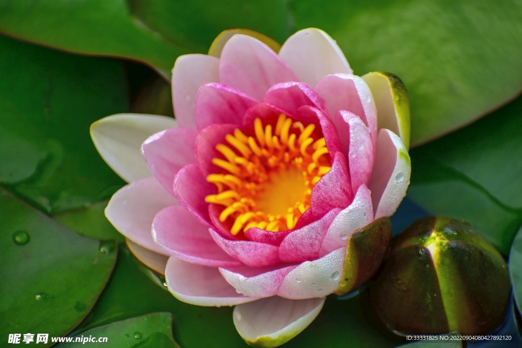 莲花