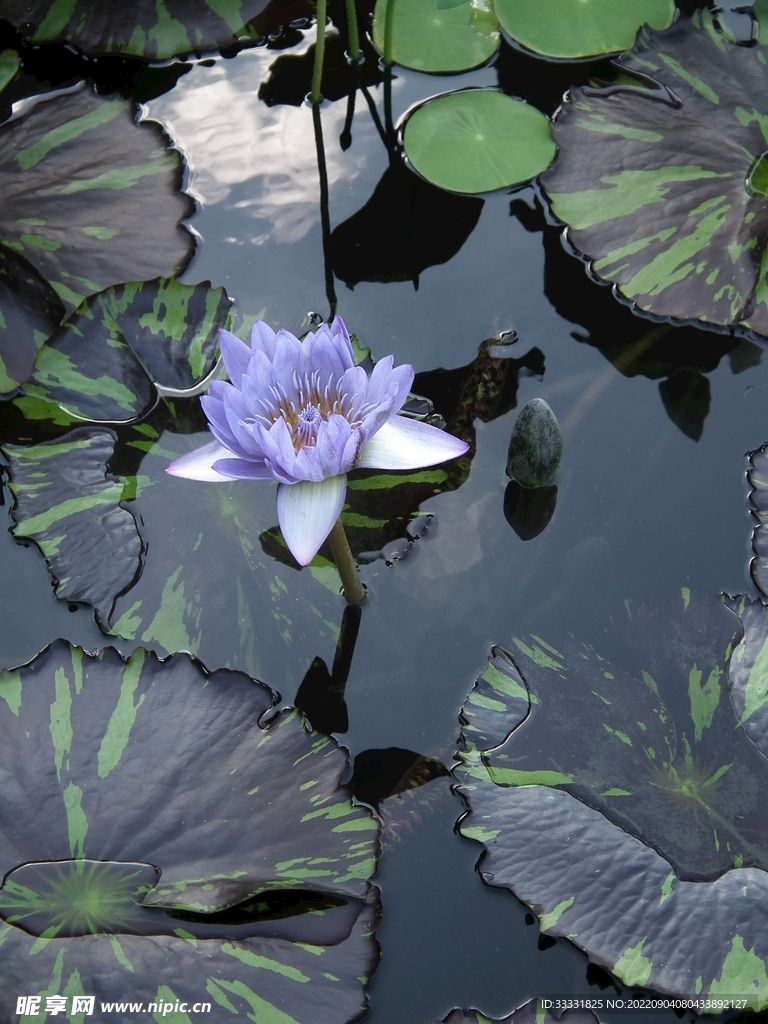 莲花