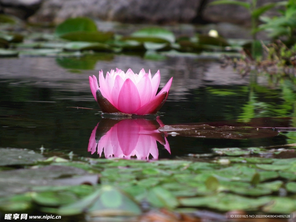 莲花