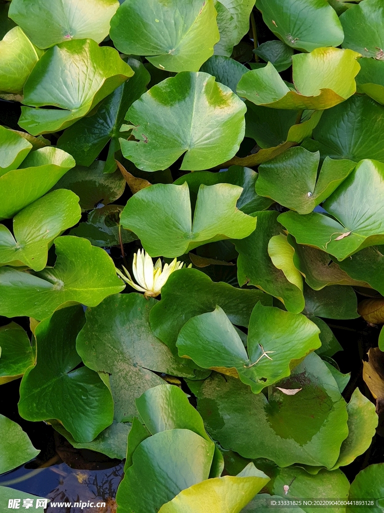 莲花