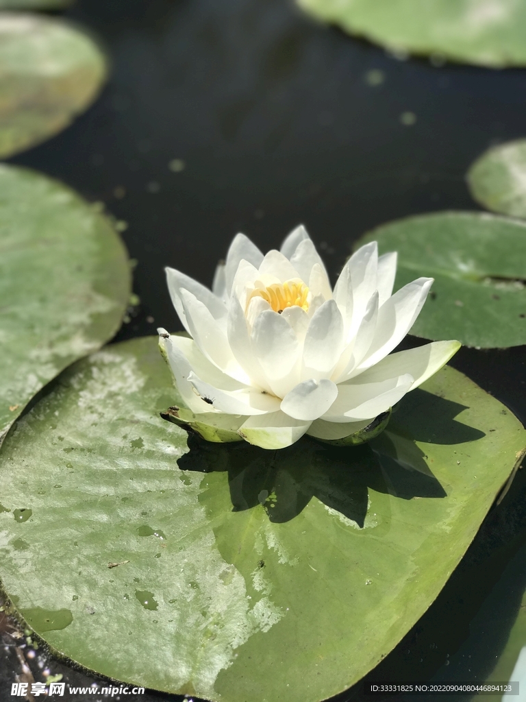 莲花